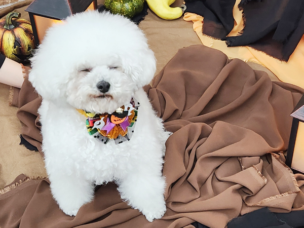 生徒が撮影したモデル犬写真♪